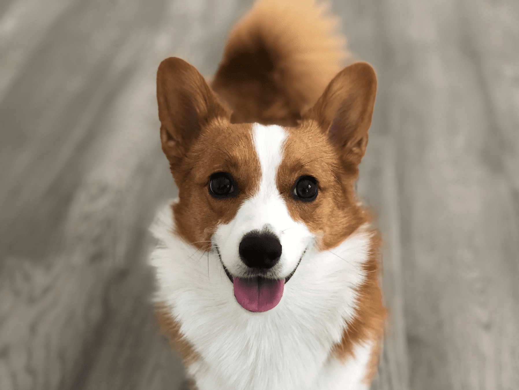 Dog of the founders